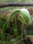 Image of Greenhood orchids