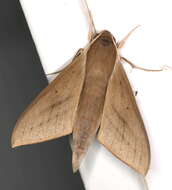 Image of Pale Brown Hawkmoth