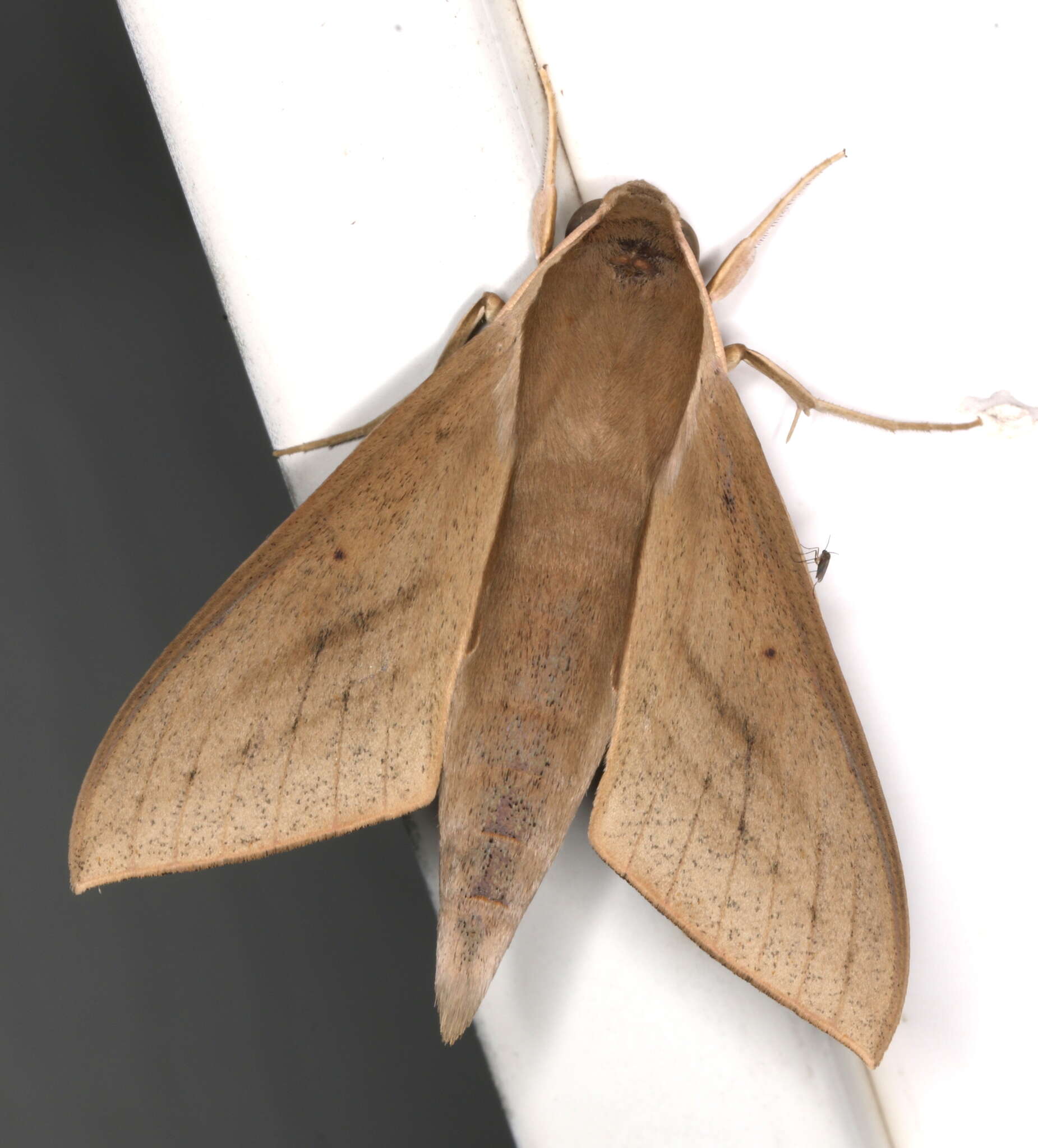 Image of Pale Brown Hawkmoth