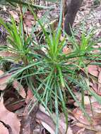 Image de Stylidium productum M. M. Hindmarsh & D. F. Blaxell