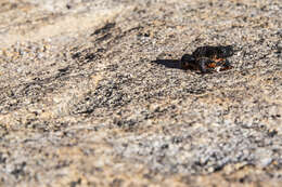 Image of Maldonada Redbelly Toad