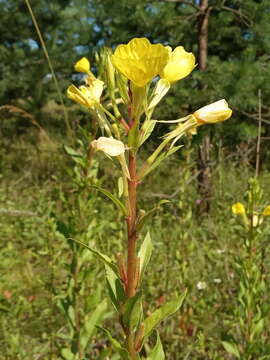 Oenothera rubricaulis Klebahn resmi