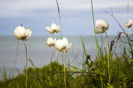 Image of Snowdrop Anemone