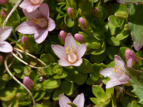 Image of Lysimachia alternifolia (Cav.)