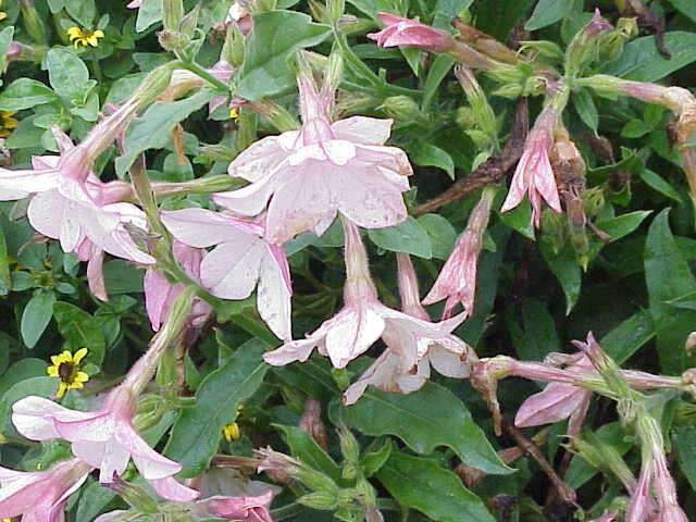 Image of Nicotiana sanderae