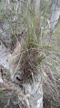 Image of Dianella brevicaulis (Ostenf.) G. W. Carr & P. F. Horsfall