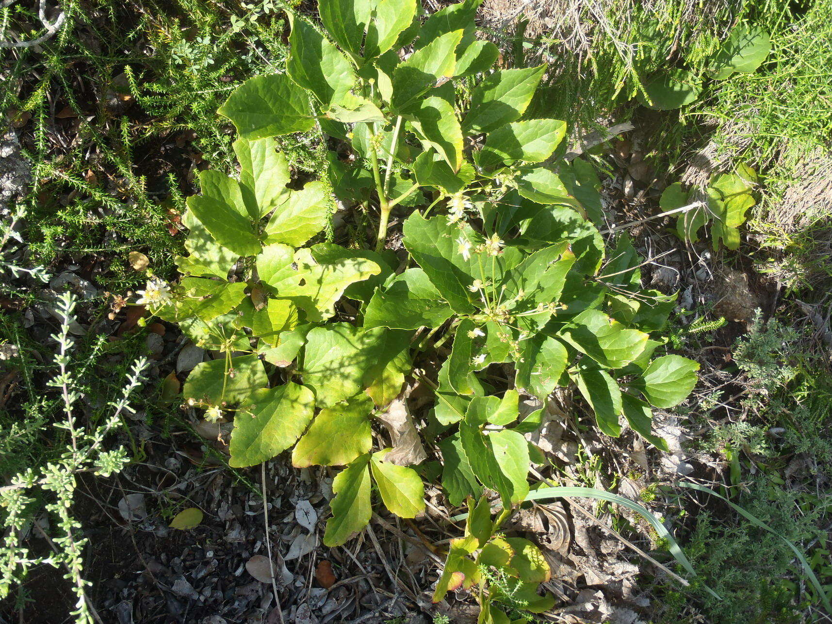 Image of Knowltonia vesicatoria subsp. grossa H. Rasmussen