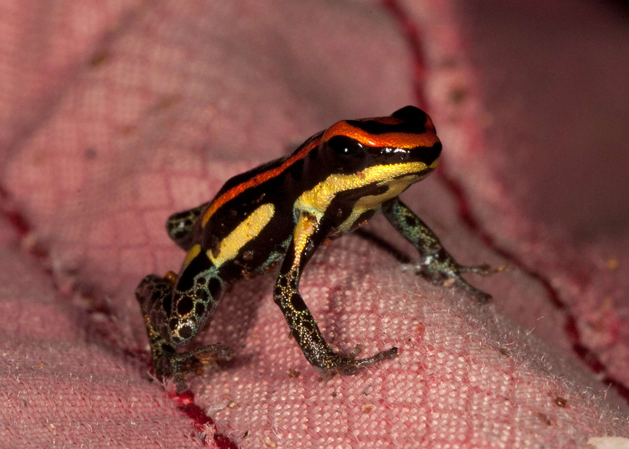 Image of Ranitomeya uakarii (Brown, Schulte & Summers 2006)