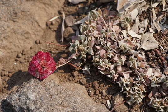 Image of Steens Mountain cushion buckwheat