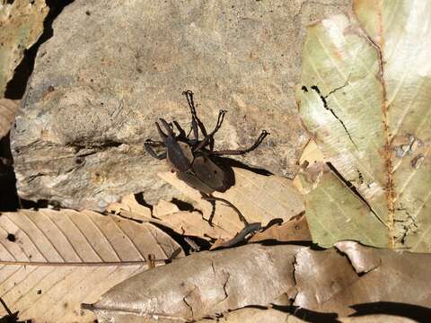 Image of Dicronocephalus uenoi (Kurosawa 1968)