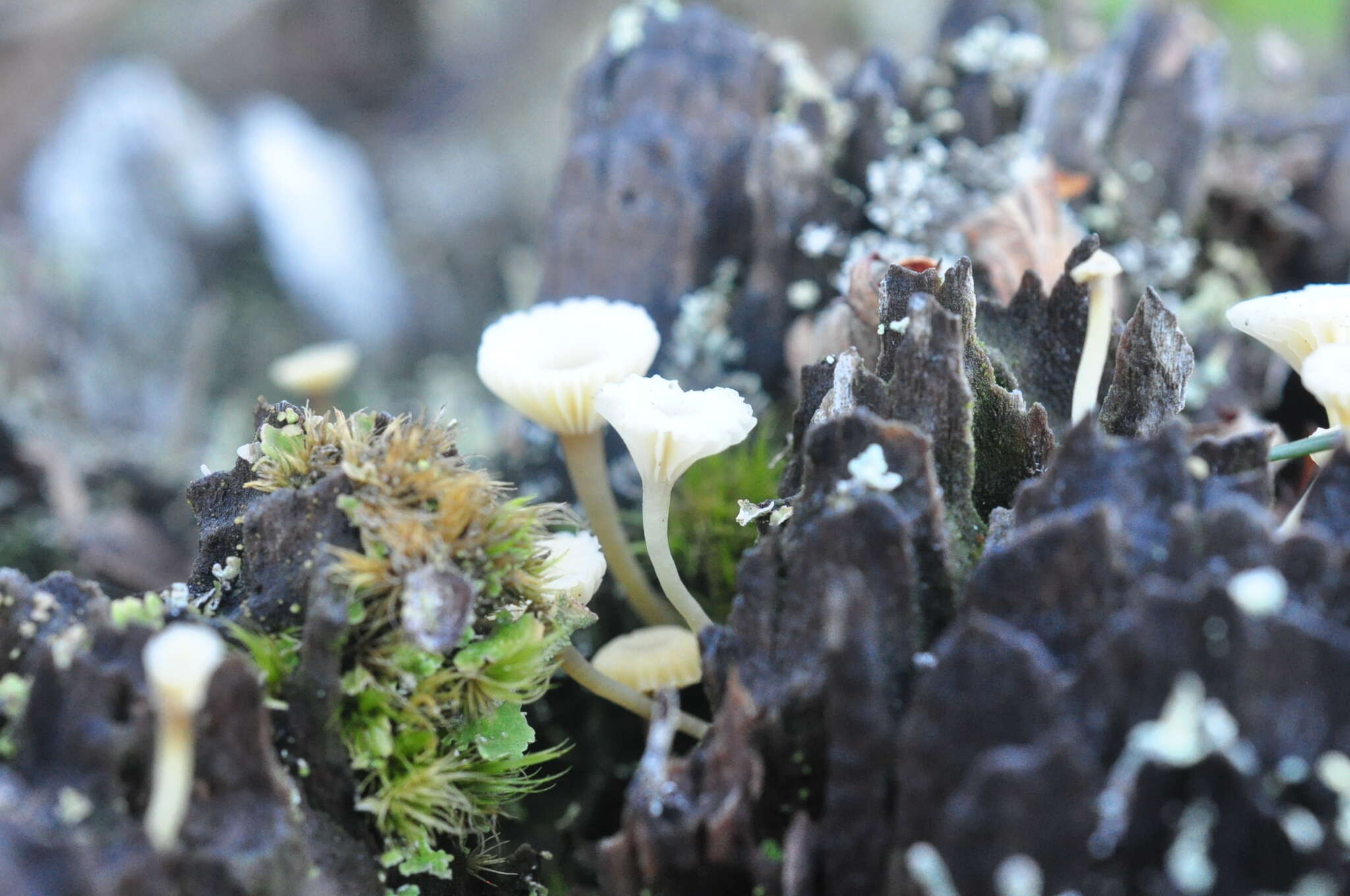 Image de Lichenomphalia umbellifera (L.) Redhead, Lutzoni, Moncalvo & Vilgalys 2002