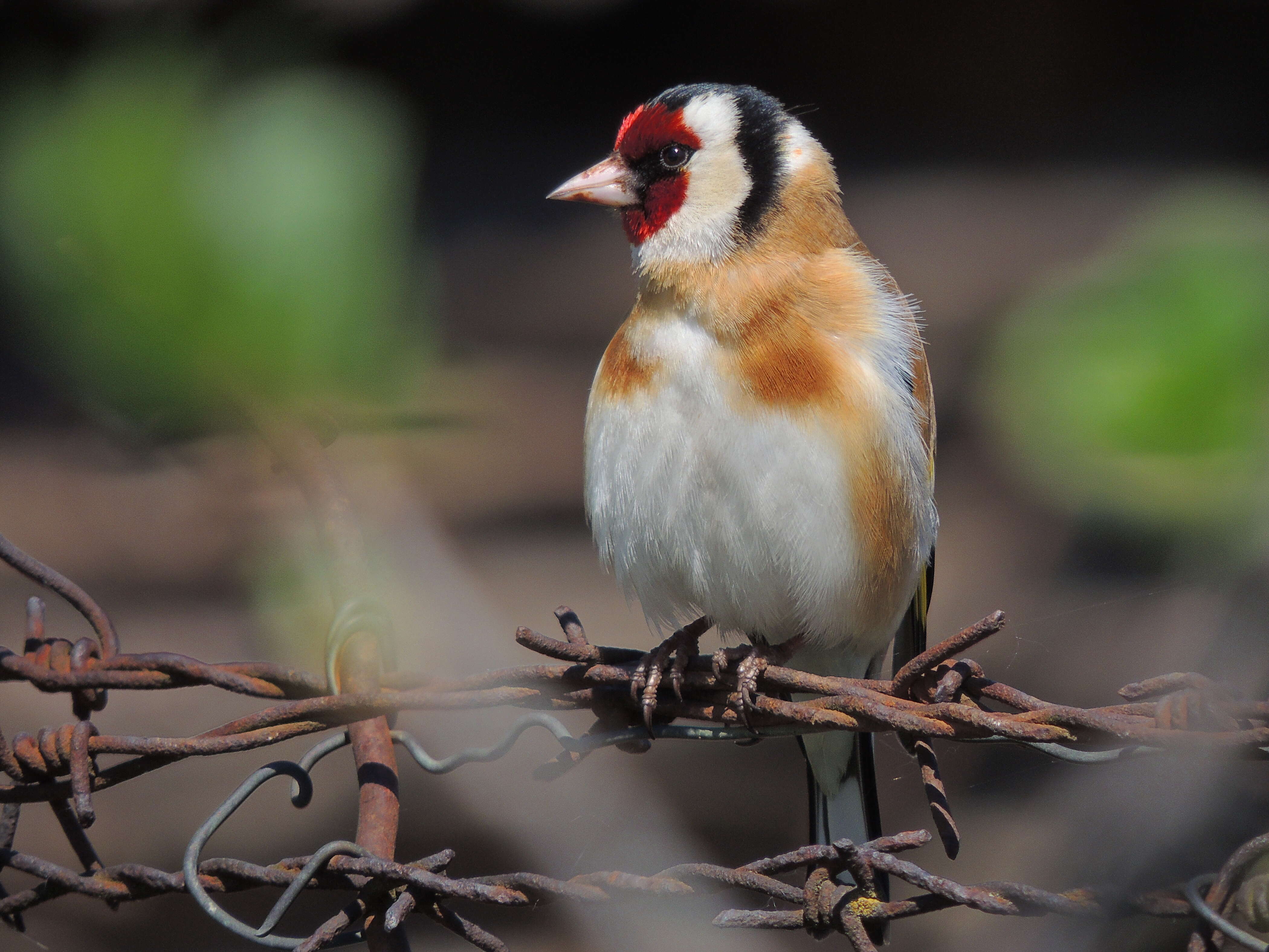 Image of European Goldfinch