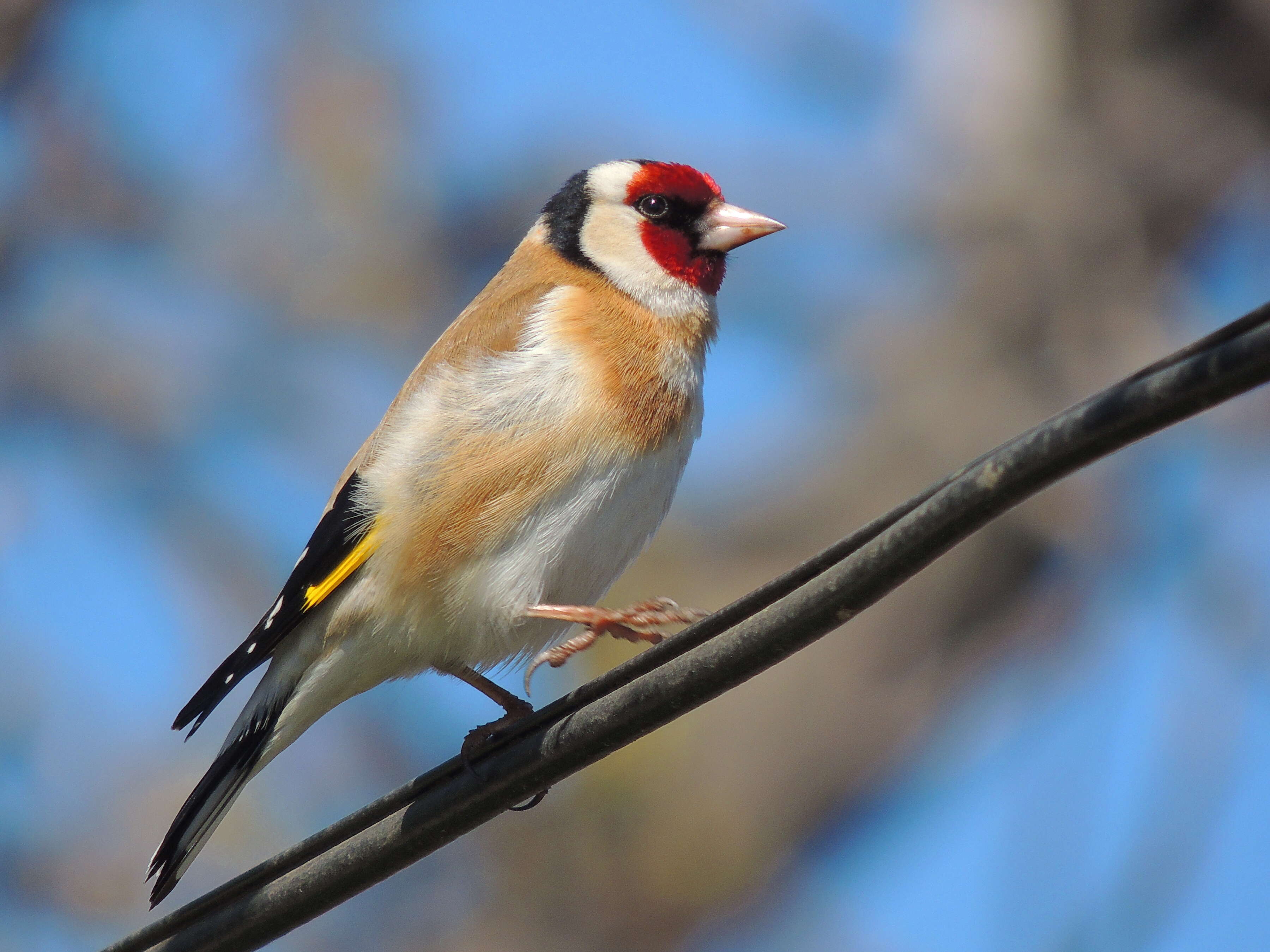 Image of European Goldfinch