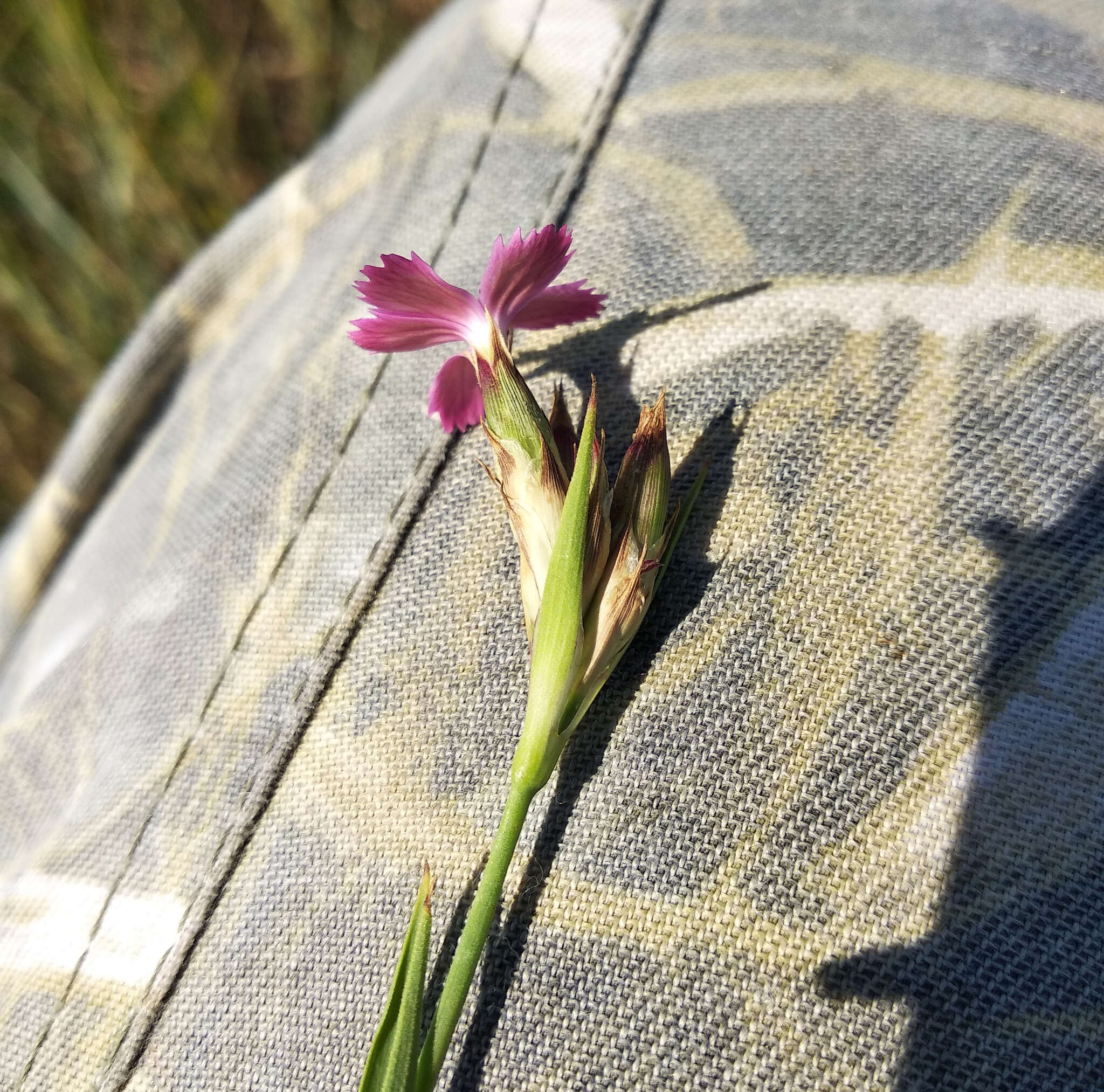 Image of Dianthus membranaceus Borbás