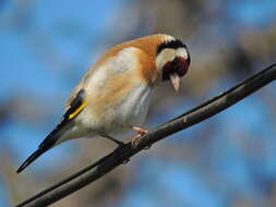 Image of European Goldfinch