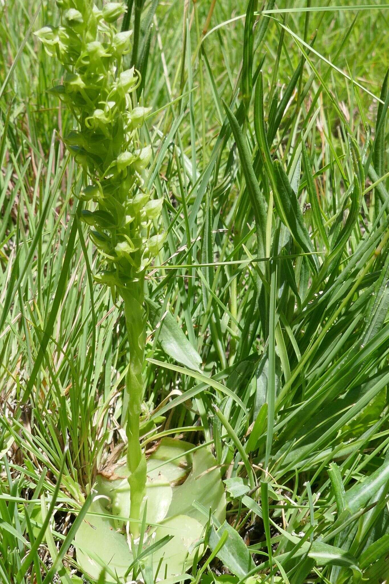 Слика од Habenaria lithophila Schltr.