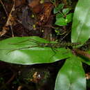 Image of Conogalactea imponens (Brunner von Wattenwyl 1907)