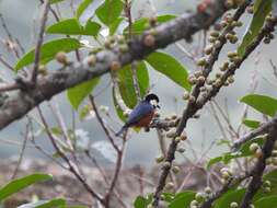 Image of Chestnut-bellied Tit