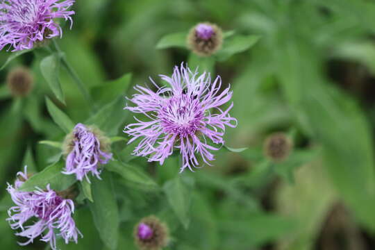 Image of Centaurea phrygia subsp. abnormis (Czer.) Greuter