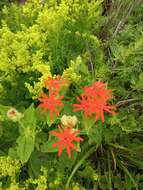 Image de Silene fulgens (Spreng.) E. H. L. Krause