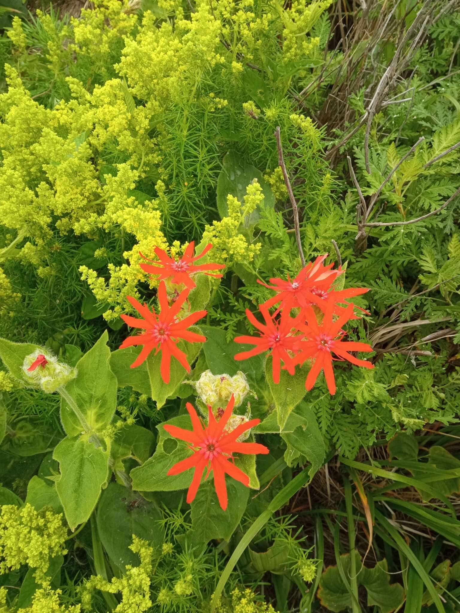 Image de Silene fulgens (Spreng.) E. H. L. Krause