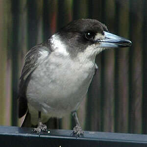 Image of Grey Butcherbird