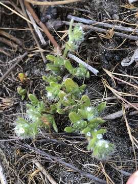 Sivun Cryptantha leiocarpa (Fisch. & C. A. Mey.) Greene kuva