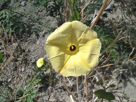 Ipomoea ochracea (Lindl.) G. Don的圖片