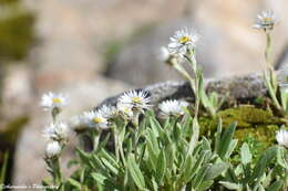 Anaphalis nepalensis var. monocephala (DC.) Hand.-Mazz.的圖片