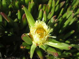 Слика од Carpobrotus edulis subsp. edulis