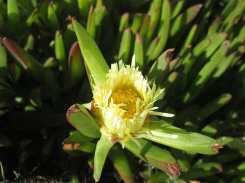 Imagem de Carpobrotus edulis subsp. edulis