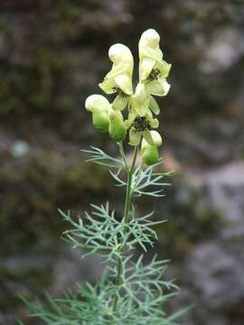 Aconitum anthora L.的圖片