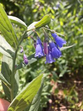 Image of tall fringed bluebells