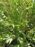 Image of Oxytropis baschkiriensis