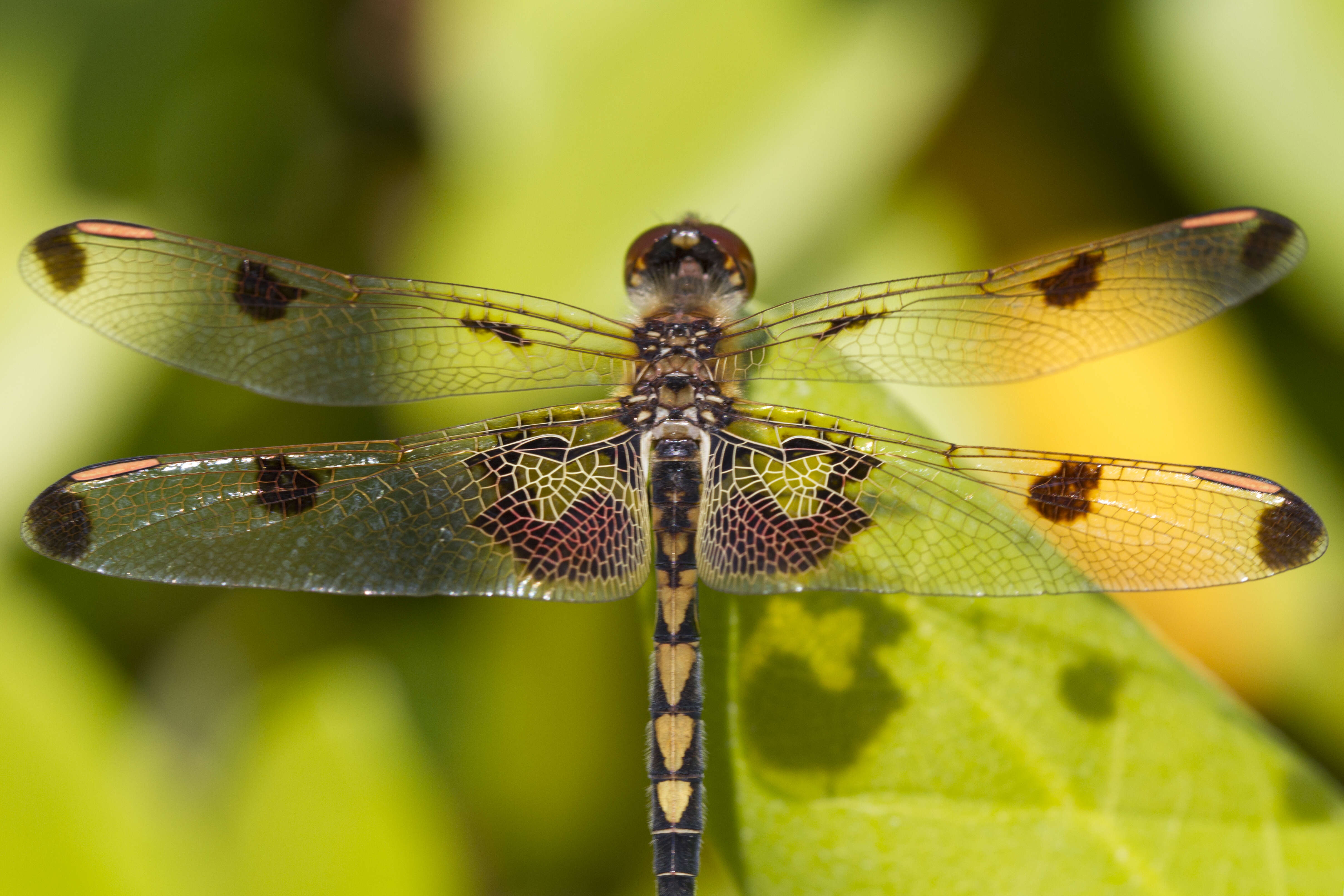 Слика од Celithemis elisa (Hagen 1861)