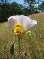 Imagem de Calochortus superbus Purdy ex Howell