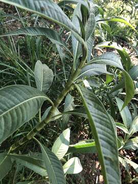 Imagem de Persicaria attenuata (R. Br.) Sojak