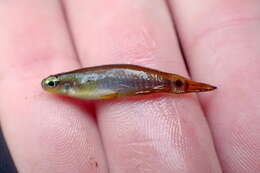 Image of Pygmy killifish