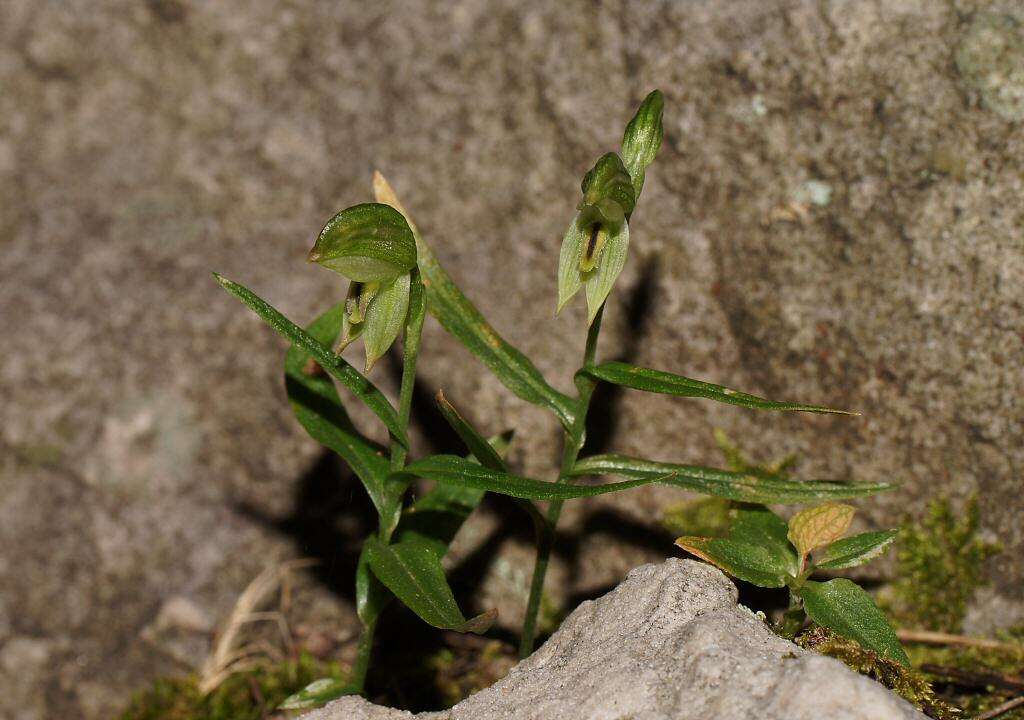 Image of Greenhood orchids