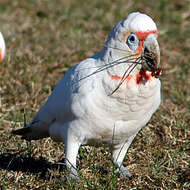 Image of Long-billed Corella