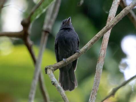 Image of Cinereous Antshrike