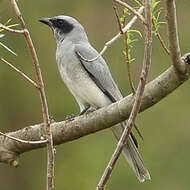 Image of Black-faced Cuckoo-shrike