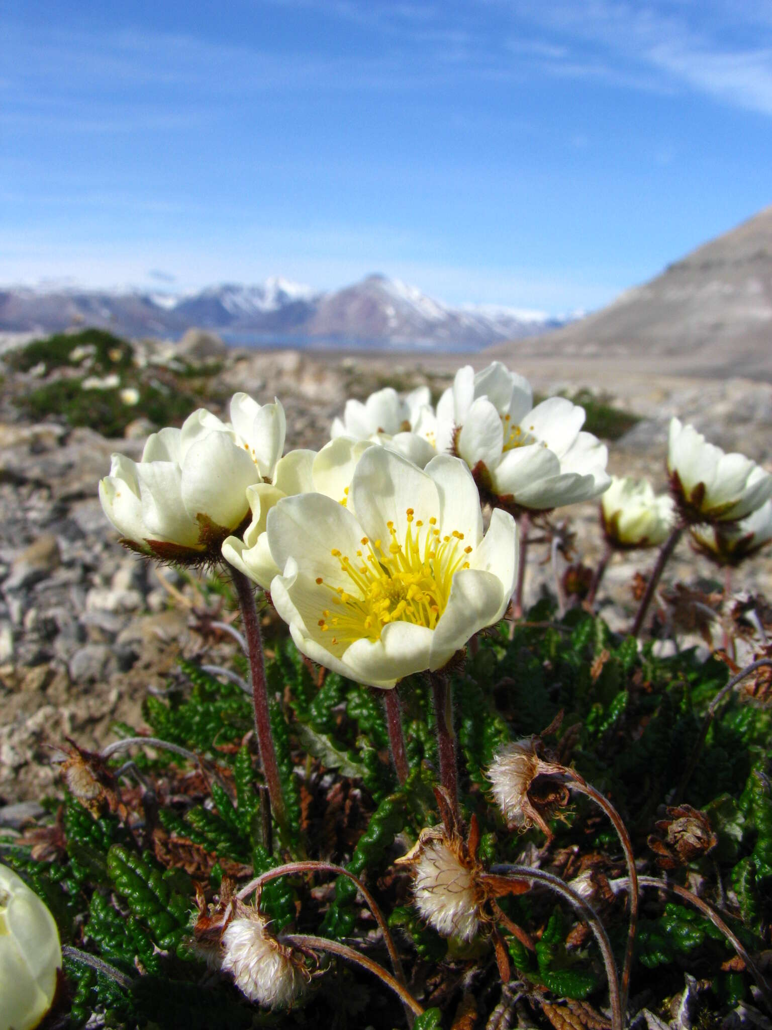 Image of eightpetal mountain-avens