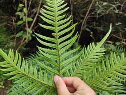 Imagem de Pteris terminalis Wall.