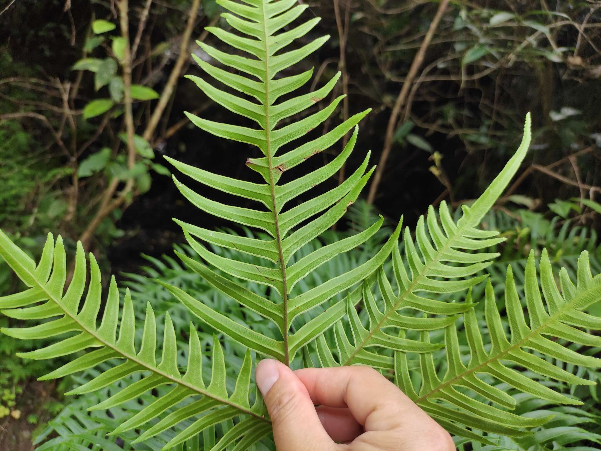 Plancia ëd Pteris terminalis Wall.