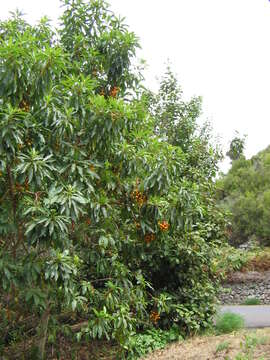 Imagem de Arbutus canariensis Duham.