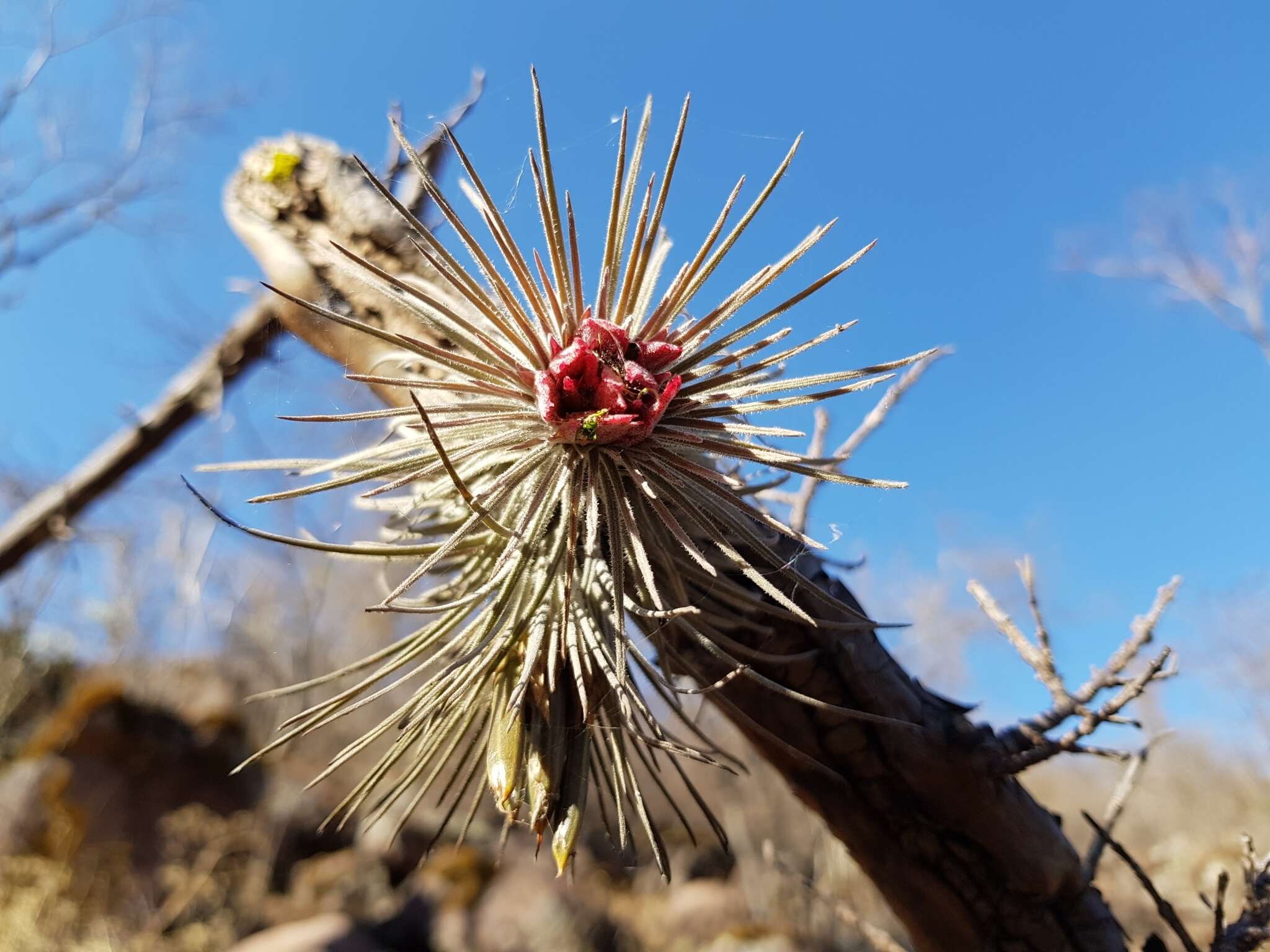 Image of Tillandsia atroviridipetala Matuda