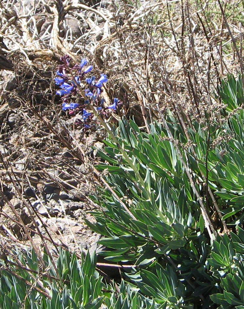 Echium gentianoides Webb ex Coincy的圖片