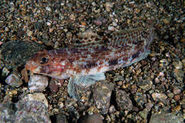 Image of Slender Goby