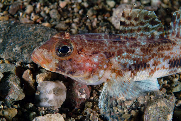 Image of Slender Goby